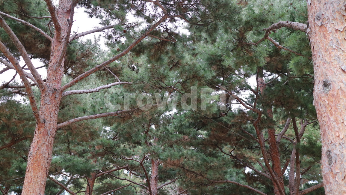 tree,나무,plant,식물,자연,nature,소나무,산