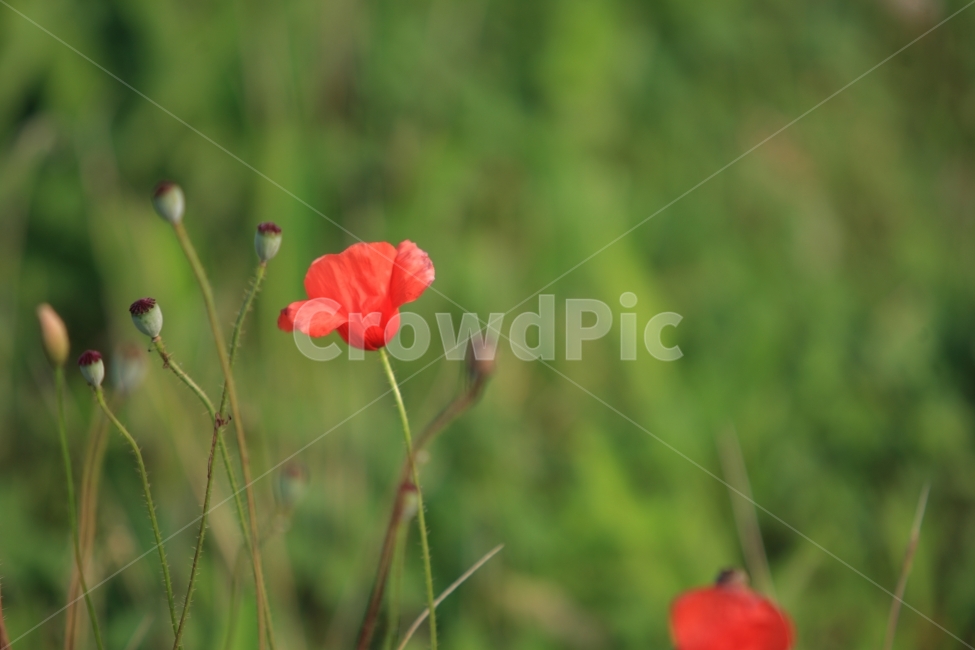 식물,자연,풍경,들꽃,꽃,식물,자연,plants,nature,꽃,flower