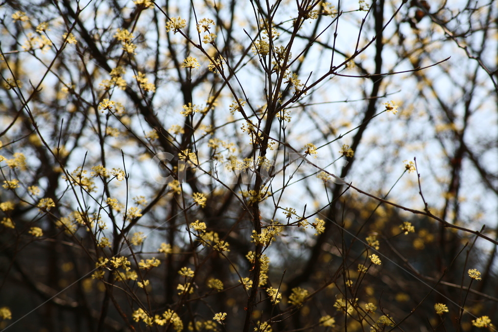 개나리,꽃,나무,노란색,봄,봄꽃,식물,자연,plants,nature,꽃,flower