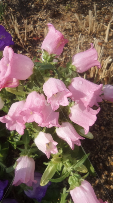 종꽃,분홍색꽃,절화용,bellflower,식물,식물,자연,plants,nature,꽃,flower
