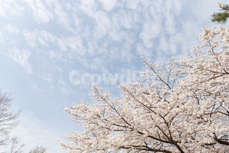 벚꽃,봄,꽃,blossom,cheeryblossom,꽃잎,flower,봄,계절,spring,season,자연,풍경,nature,landscape,plant,식물