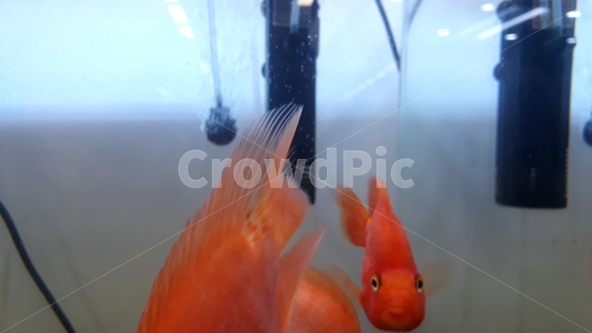 열대어,관상어,생선,수족관,수조,어류,아쿠아리움,어류,물고기,fish