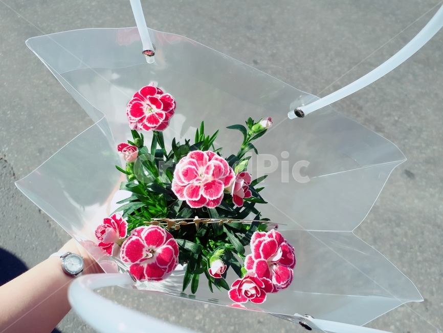 어버이날,카네이션,생화,parentsday,carnations,꽃