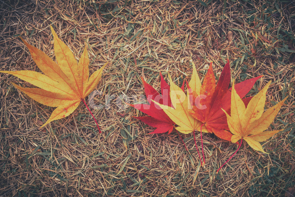 leaf,잎,mapleleaf,maple,단풍,낙엽,감성사진,가을,가을,계절,fall,autumn,season,plant,식물,tree,나무,maple leaf,단풍잎