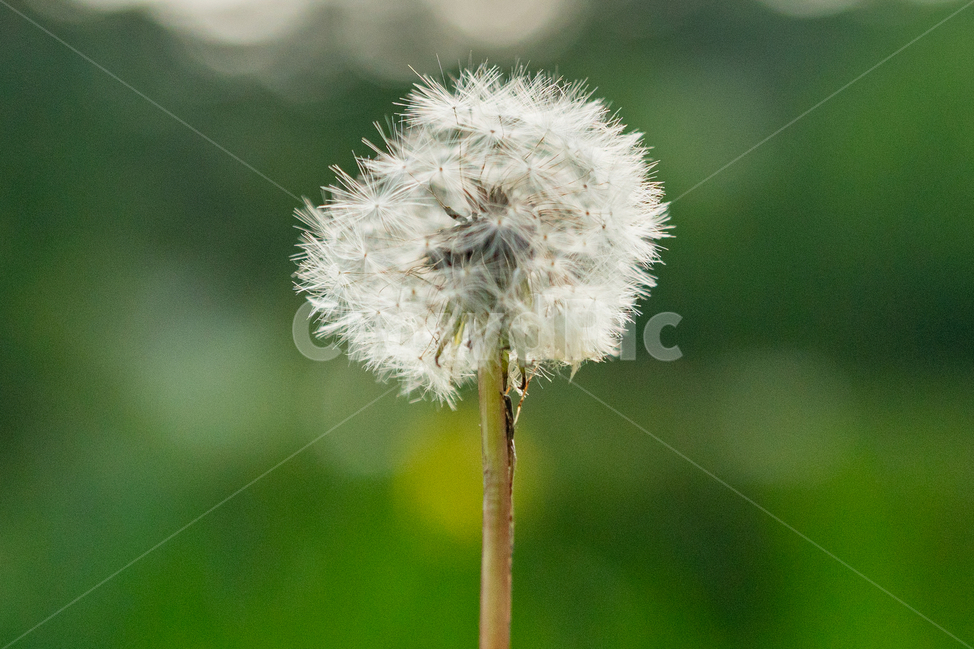 민들레,꽃,초록,민들레씨,자연,natural,식물,자연,plants,nature