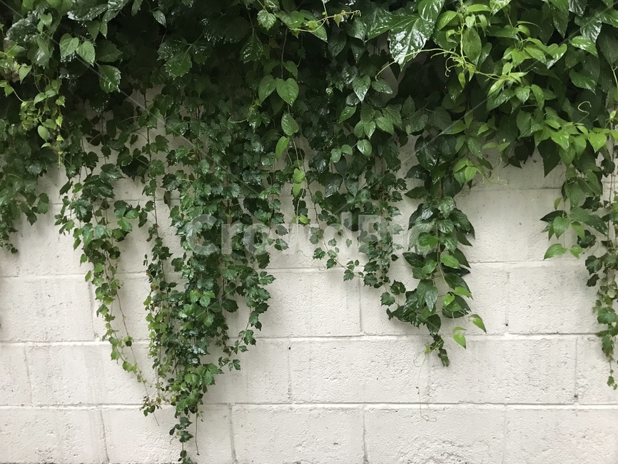 담벼락,흰벽,담쟁이넝쿨,담쟁이,벽돌담,벽돌,그린,green,white