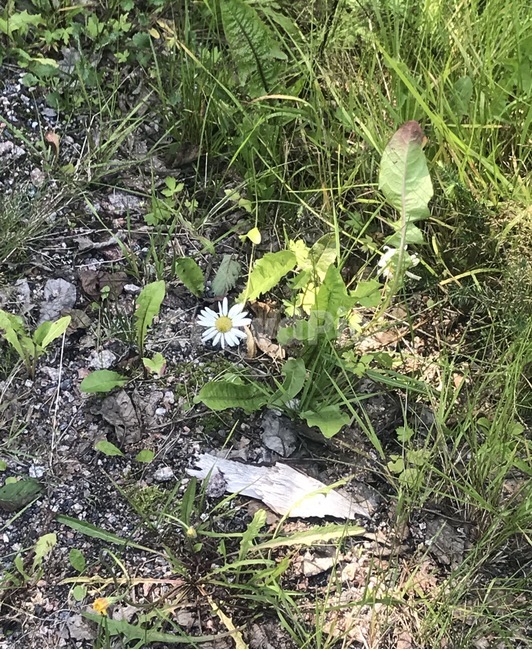 들꽃,꽃,야생화,산,자연,하양,풀,식물,자연,plants,nature