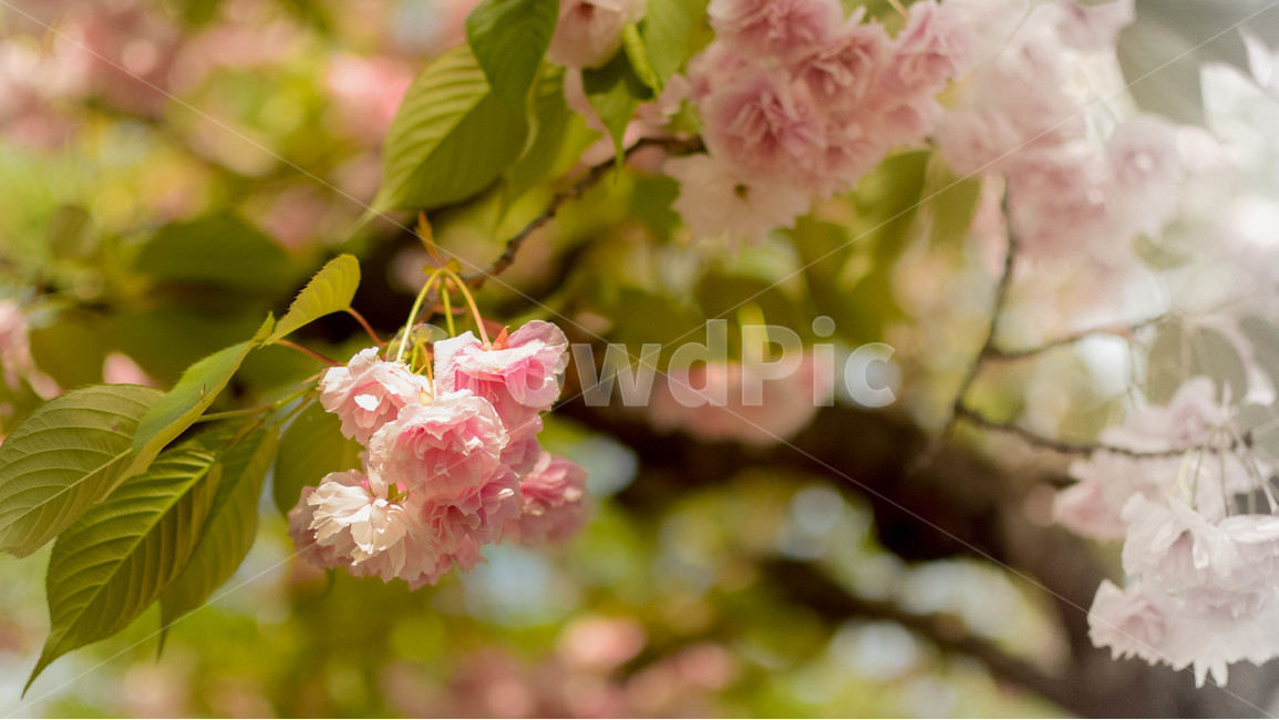 겹벚꽃,분홍색,분홍,봄,꽃,식물,봄,계절,spring,season,식물,자연,plants,nature,꽃,flower,plant,blossom