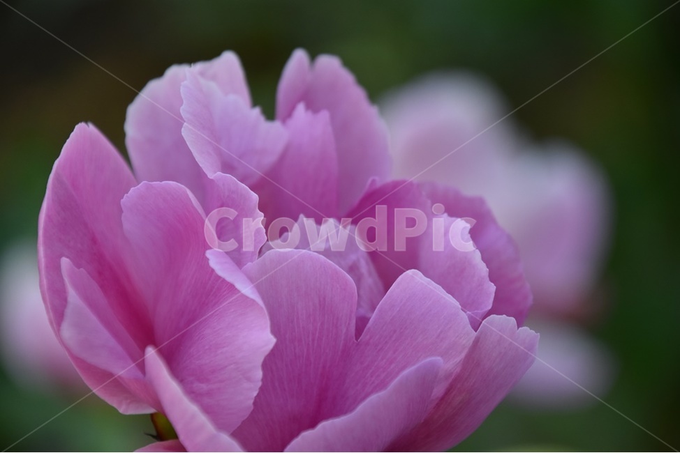 함박꽃,작약,약초,공원,보라꽃,식물,자연,plants,nature,꽃,flower