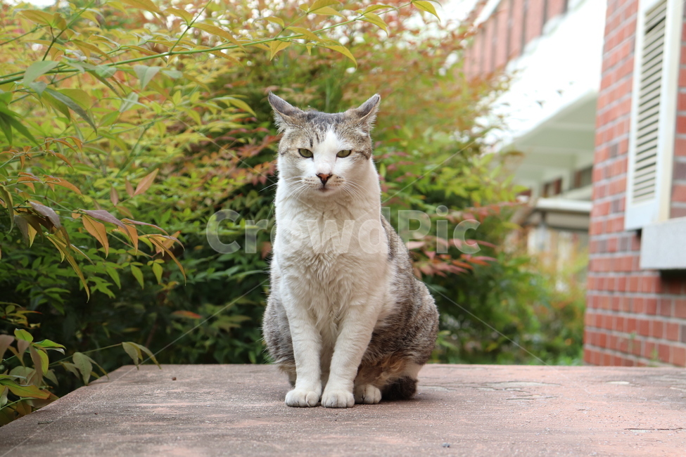cat,고양이,동물,animal,길냥이,pet,다소곳,포즈,동물,animal,포유류,mammal,고양이,cat,kitten,kitty