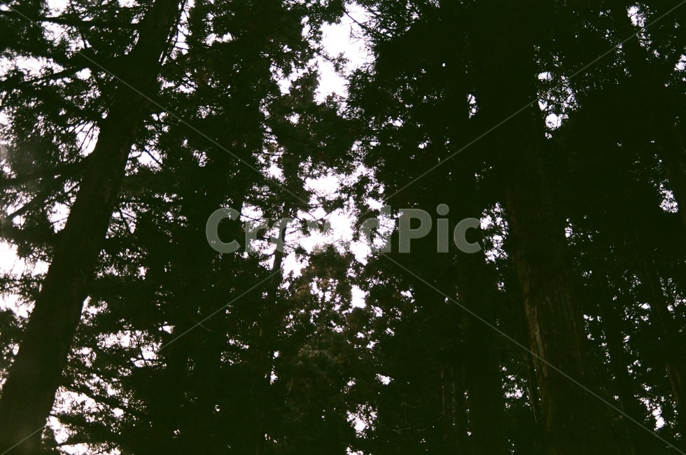 자연,숲,초록,나무,소나무,어두운,침엽수,coniferoustree,needleleaftree,tree,green,nature,forest,darkforest