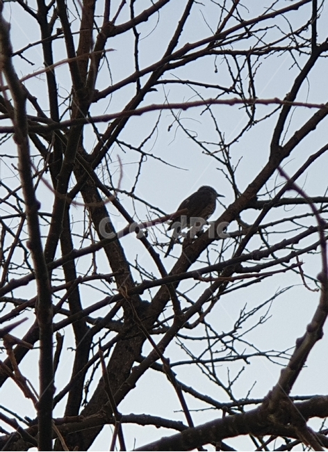 참새,나무위,나무가지,가지위에앉은새,새,동물,animal,조류,새,birds