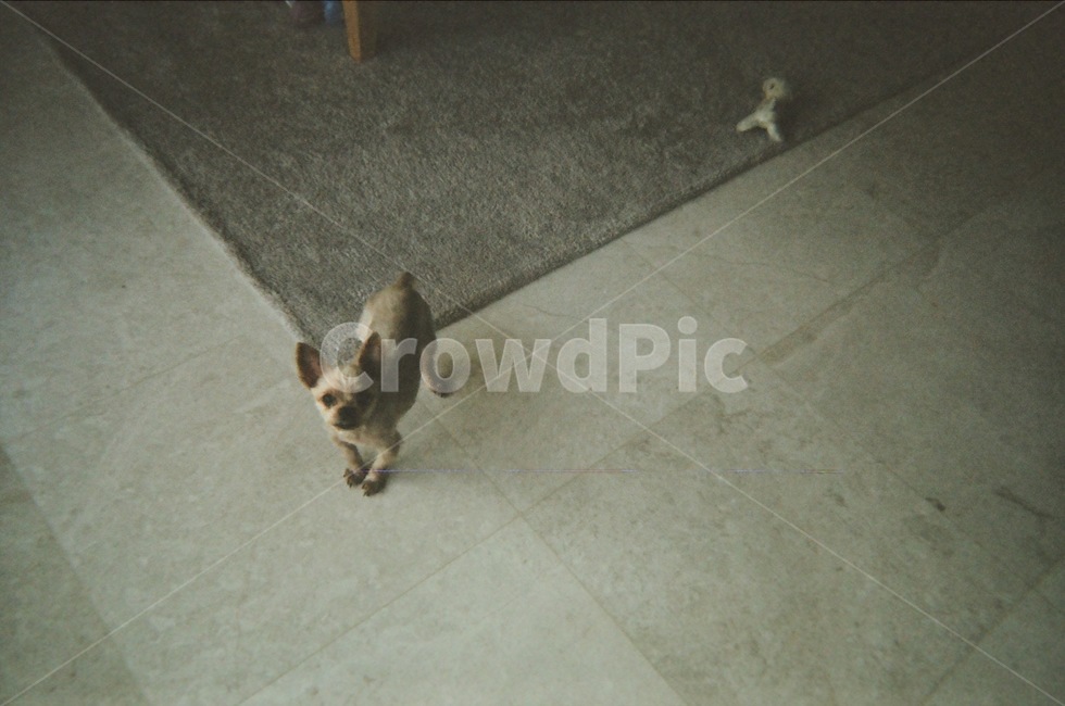 강아지,반려견,심심한강아지,개,동물,동물,animal,포유류,mammal,개,강아지,dog,doggy