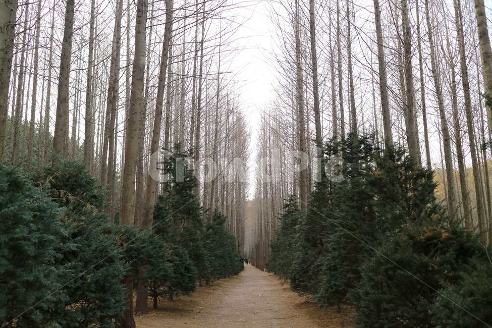 영덕,메타세콰이어,영덕숲,숲,plant,식물,tree,나무,fir,전나무,abies,아비,conifer,구과식물