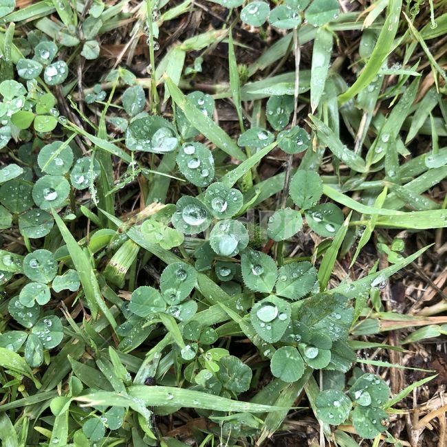 토끼풀,식물,초록,비,물,물방울,여름,plants,자연,shokubutsu,green,midori,rain,ame,water,mizu,summer,natsu,식물,자연,plants,nature