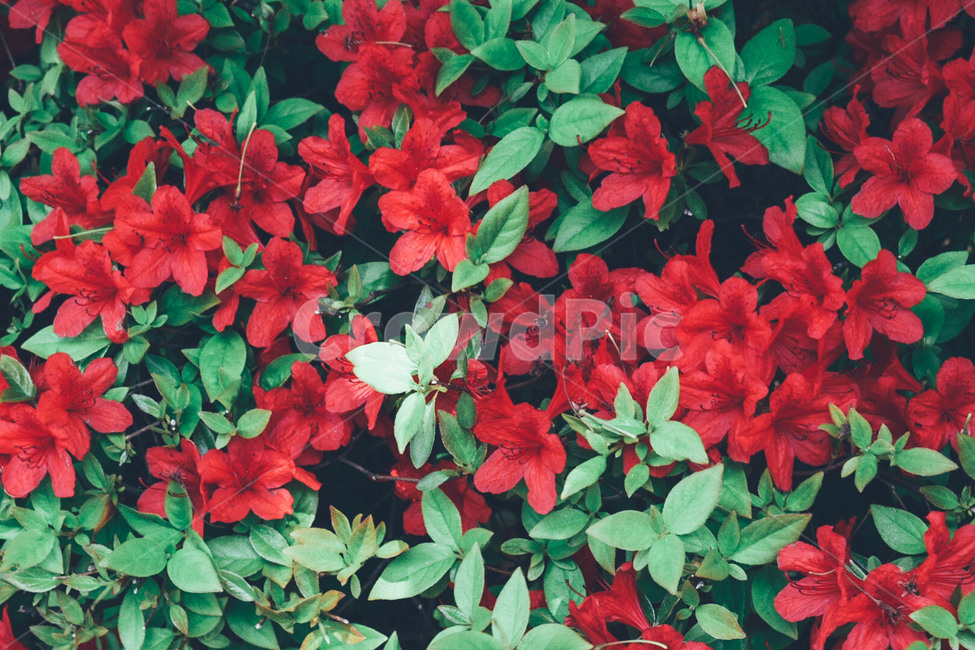 꽃,빨간꽃,풍경,자연,봄,spring,red,nature,flower,싱그러움,차분함,강렬함,식물,자연,plants,nature,꽃,flower