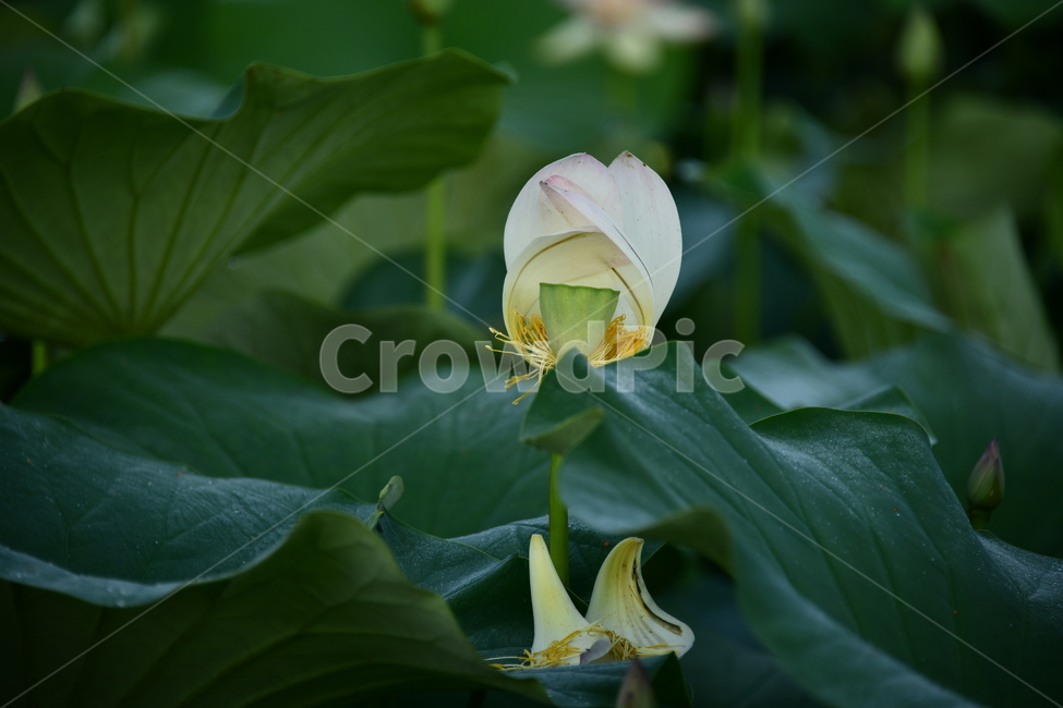 연곷,꽃,접사,연꽃밭,식물,자연,plants,nature,flower,분홍색,핑크색,연잎