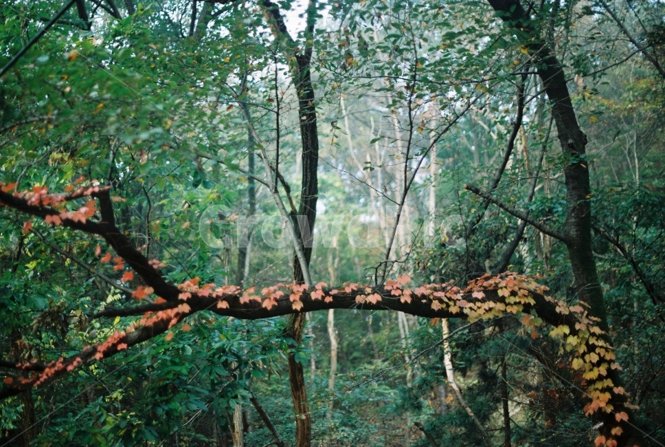 나무,자연,관악산,산,단풍,가을,자연,풍경,nature,landscape,식물,plants,나무,trees,wood,vegetation,초목,plant,outdoors,옥외,land,땅,tree,forest,숲,woodland,삼림지,grove,작은 숲,tree trunk,나무 줄기,jungle,밀림