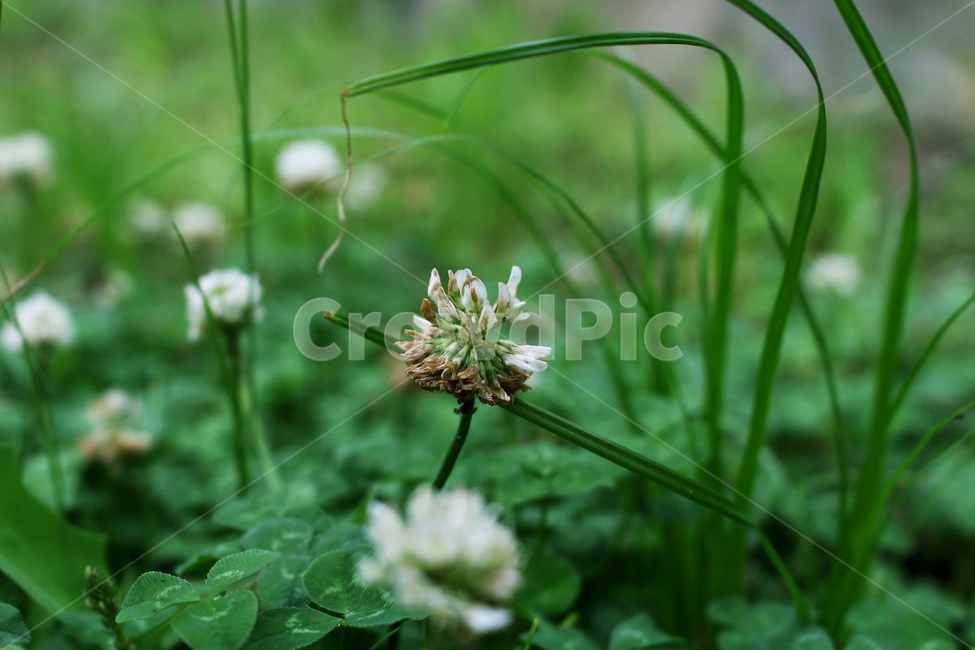 plant,leaf,flower,나뭇잎,식물,꽃,식물,자연,plants,nature,꽃,flower