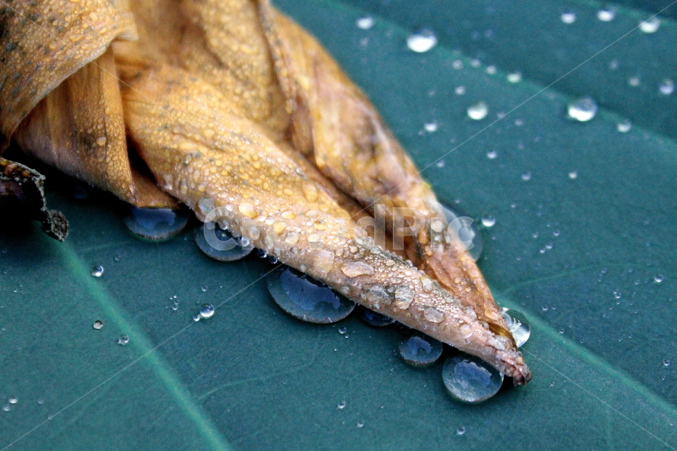 연잎,물방울,이슬,waterdrop,leaf,식물,자연,plants,nature