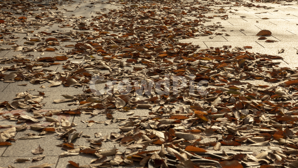 가을,단풍,계절,낙엽,나뭇잎,나무,fall,autumn,자연,nature,외로움,외로운,갈색,brown,명절,추석,감성,감성사진,슬픔,고독함,고독한,sad,sadness,lonely,lonliness,아날로그,필름,필름사진,analog,film,filmcamera,grain,leaf,leaves