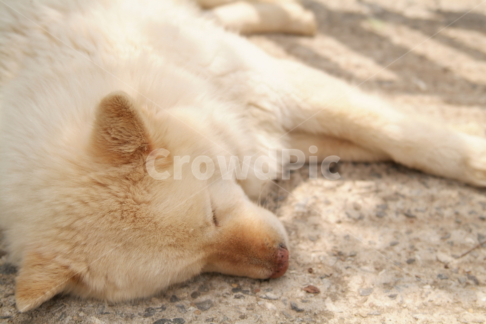 개,댕댕이,시골개,반려견,대형견,dog,흰개,백구,반려동물,동물,animal,포유류,mammal,개,강아지,dog,doggy
