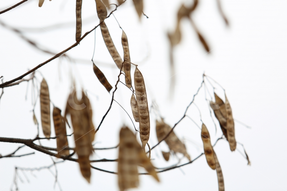 나뭇잎,열매,겨울,나뭇가지,황토색,겨울,계절,winter,season,식물,자연,plants,nature