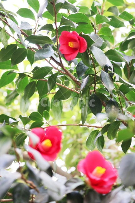 동백,동백꽃,꽃,빨간꽃,식물,빨강,자연,꽃밭,정원,봄,꽃송이,식물,자연,plants,nature,꽃,flower