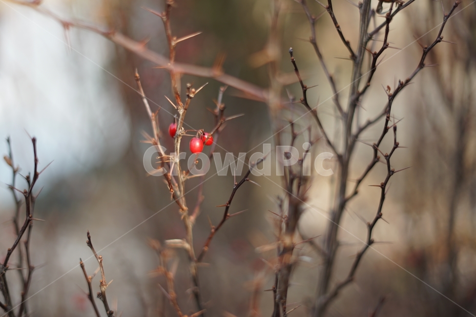 나무,자연,nature,가시,열매,빨강,식물,자연,plants,nature