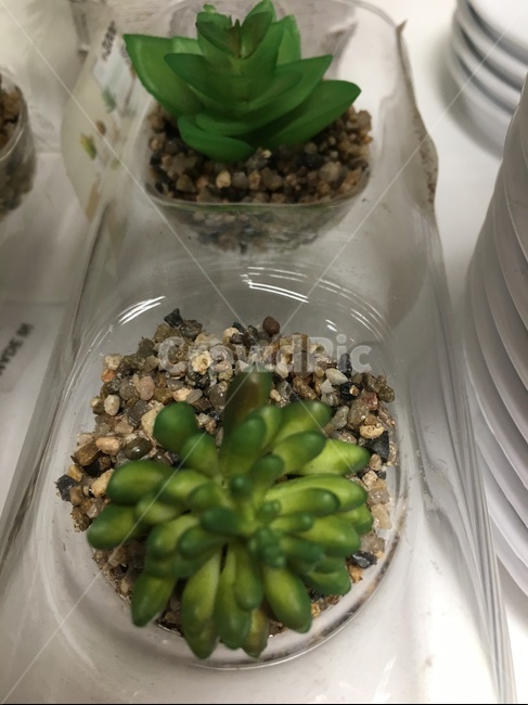 plant,식물,vegetable,야채,bean,콩,produce,생산액,lentil,렌즈콩