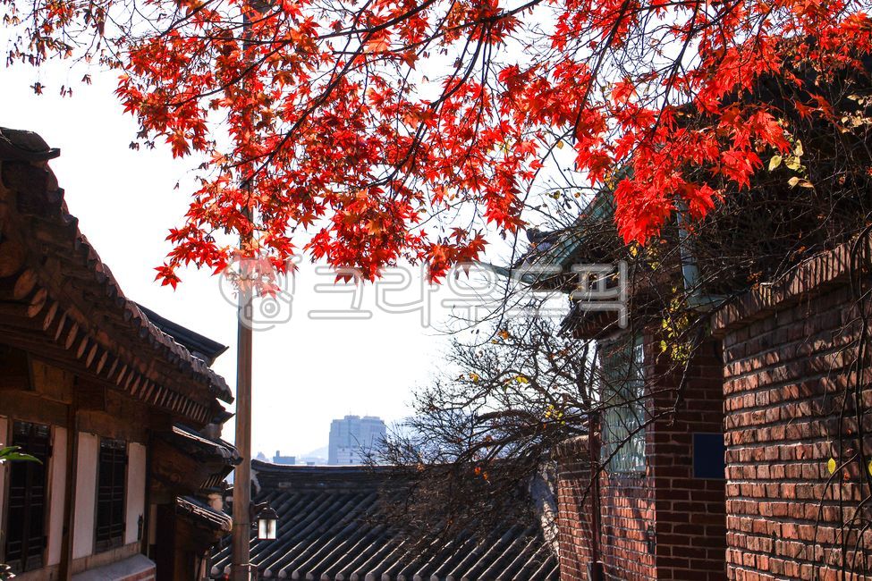 북촌,한옥,한옥마을,북촌한옥마을,기와,전통,서울,한국,기와집,고전적인,건축물,전통가옥,한국전통,한국문화,가을,단풍