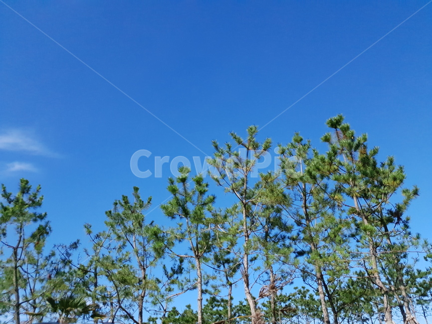 나무,소나무,자연,가을하늘,tree,nature