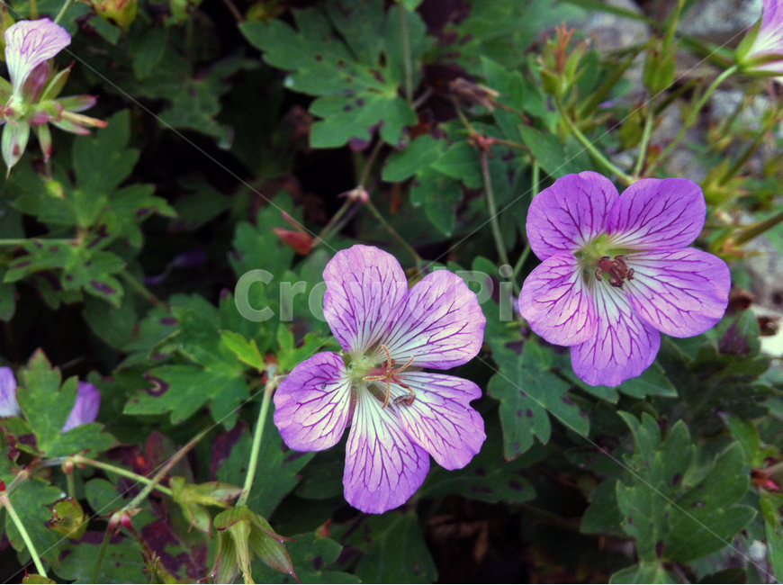 꽃,잎사귀,나무,꽃나무,leaf,flower,정원,garden,white,식물,자연,plants,nature,꽃,flower