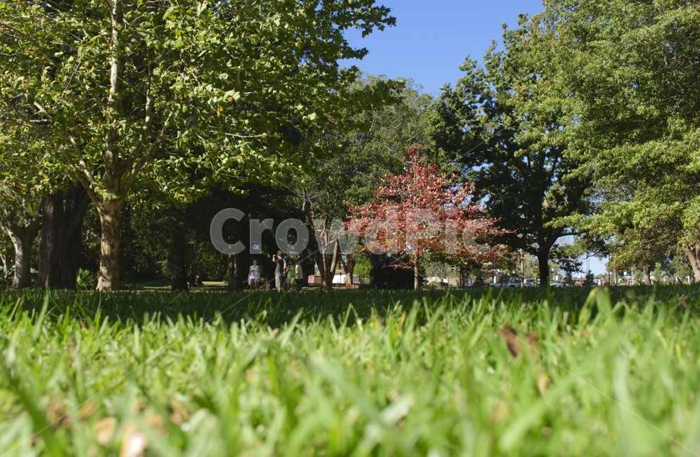 나무,단풍나무,여름,잔디밭,빨간나무,푸른색감,tree,maple,summer,grass