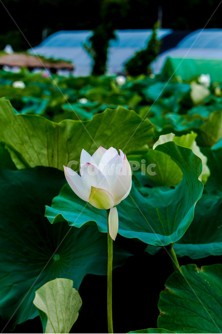 연꽃,연잎,문양,무늬,자연,습지,식물,자연,plants,nature,꽃,flower