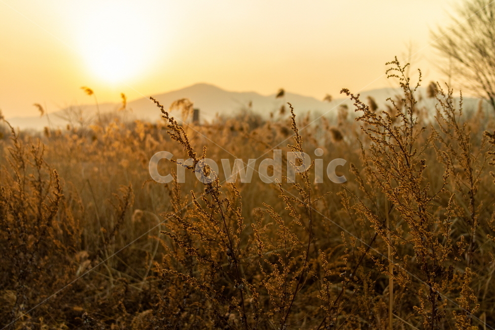 식물,석양,가을,갈대,자연,태양,노랑,우드픽,가을,계절,fall,autumn,season