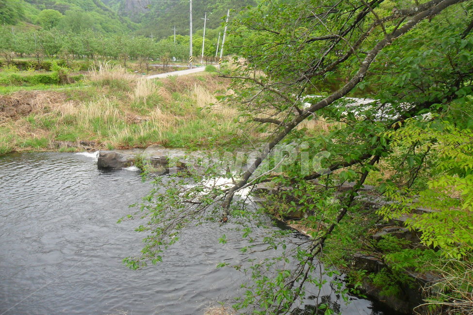 나무,식물,시냇물,새싹,tree,spring,물,water,자연,풍경,nature,landscape,한국자연풍경,한국자연경관,korea nature landscape,outdoors,옥외,land,땅