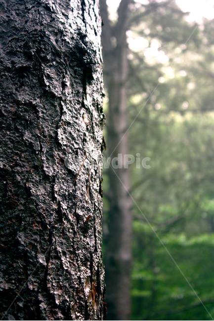 나무,숲,나무껍질,아침,고목나무,햇살,클로즈업,소나무,여름,wood,closeup,tree,sunlight,morningsunrise,background,bark,brown,day,detail,environment,forest,giant,green,growth,landscape,macro,material,natural,nature,old,outdoor,park,pattern,plant,rough,sequoia,skin,summer,sun,sunrise,sunset,sunshine,texture,textured,trees,vintage,wild,식물,자연,plants,nature,나무,trees,wood