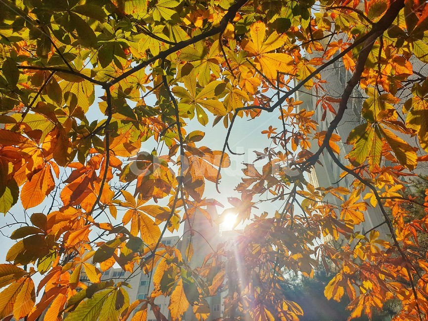 가을,빛,식물,잎,빨강,노랑,flare,가을,계절,fall,autumn,season,플레어,light,plant,leaf