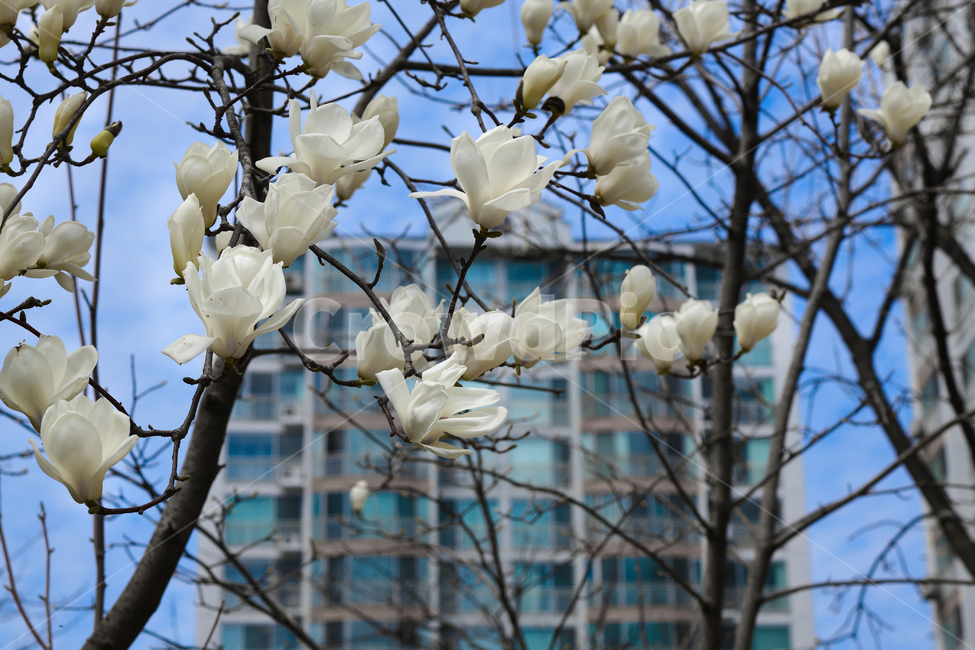 목련,하늘,봄,산책,꽃놀이,식물,자연,plants,nature,꽃,flower