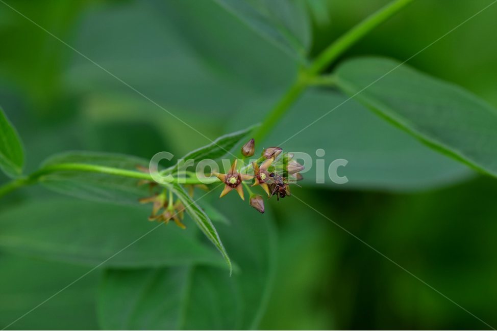 선백미꽃,야생화,꽃,식물,자연,생태,플라워,flower,plants,nature,식물,자연,plants,nature,꽃,flower