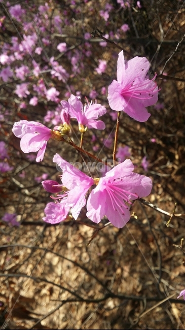 꽃,자연,산,분홍,봄,나무,식물,자연,plants,nature,꽃,flower
