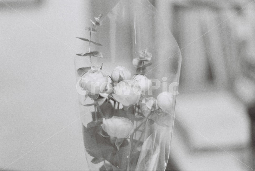 교실,꽃,흑백,필름,장미,꽃,flower,흑백,모노톤,monochrome,black and white