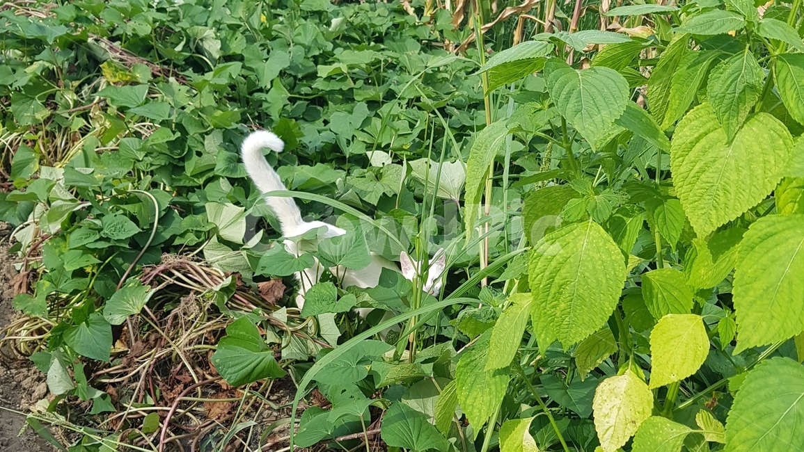 풀숲,고양이,하얀고양이,텃밭,시골