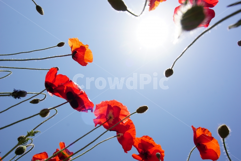 양귀비,꽃,봄,풍경,이미지,식물,자연,plants,nature,꽃,flower