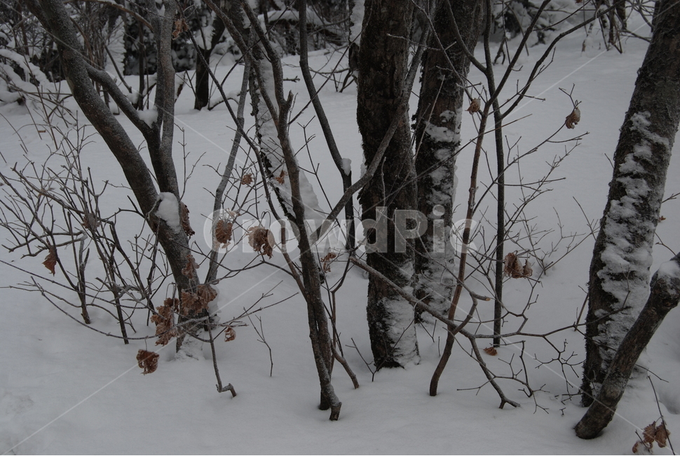 나무,tree,설경,snow,겨울,winter,가을,계절,fall,autumn,season,식물,자연,plants,nature,나무,trees,wood,outdoors,옥외