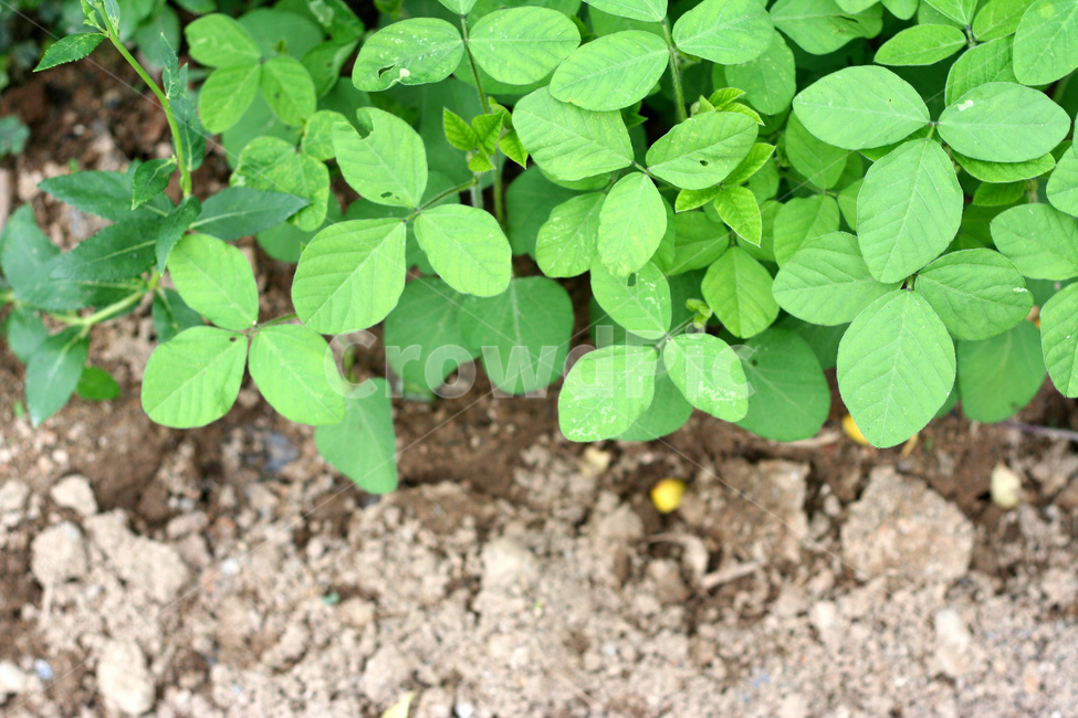 콩잎,콩밭,콩재배,콩농작물,텃밭,식물,자연,plants,nature