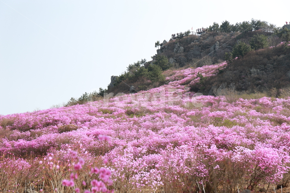 꽃,봄,진잘래,진달래꽃,분홍,핑크