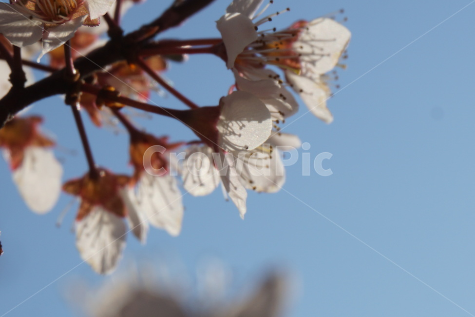 봄,벚꽃,3월,꽃잎,연분홍색,파란하늘,화사함,감성,봄,계절,spring,season,식물,자연,plants,nature,꽃,flower,plant,cherry blossom,blossom