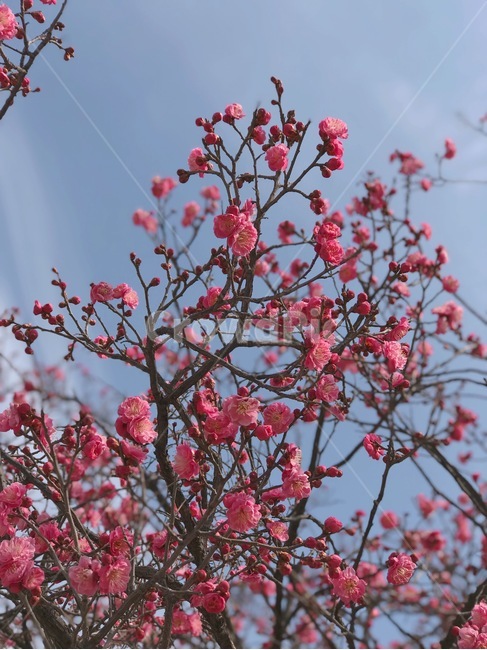 꽃,홍매화,나무,봄,계절,spring,season,식물,자연,nature,flower,하늘,봄,계절,spring,season,식물,자연,plants,nature,꽃,flower,plant,blossom